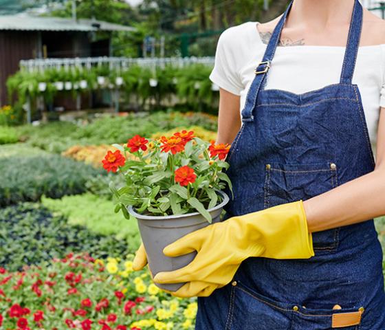 Image of lady wearing yellow gloves, a blue apron holding a flower pot. AHC30820 Certificate III in Arboriculture (Climbing Arborist)